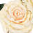 Artificial Rose Flower Spray-1529244681