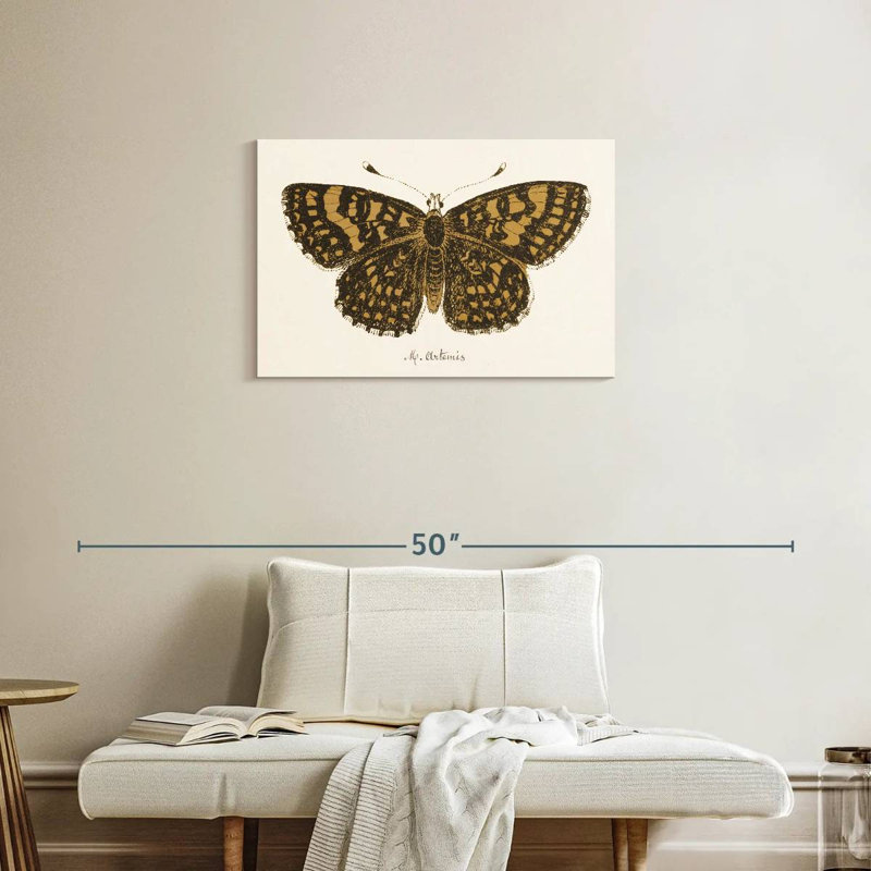 Antique Butterfly II, 20" H x 30" W
