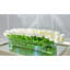 Tulip Stems in Vase-1883493160