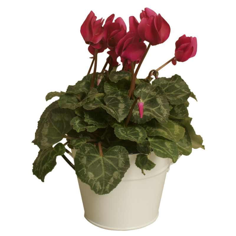 Pot à fleur Veltri, H 4 po x l 5 po x P 5 po