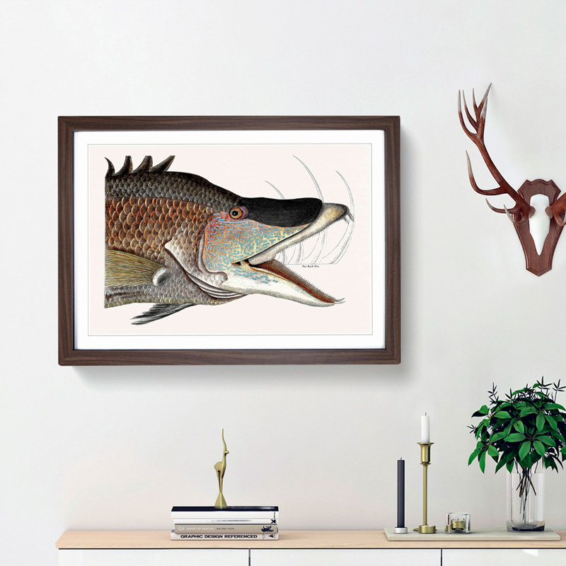 Great Hog-Fish by Mark Catesby - Picture Frame Painting Print, 36cm H x 48cm W x 2cm D, Walnut Framed