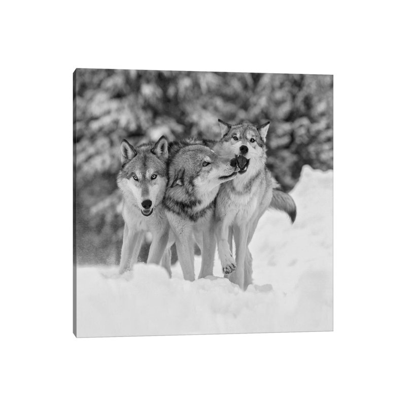Timber Wolf Trio Playing in Snow, Montana 1 Piece Wrapped Canvas Wall Art, 30.48 cm H x 30.48 cm W