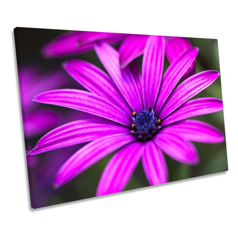 Floral Daisy Flower Petals - Wrapped Canvas Art Prints, 91.4cm H x 137.2cm W
