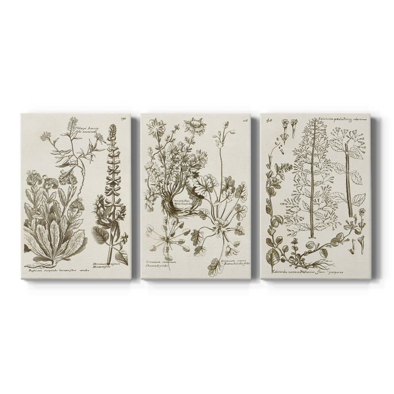 Sépia Botanical Journal IV - Toile tendue avec châssis sur mesure - 3 pièces, H 12 po x l 24 po