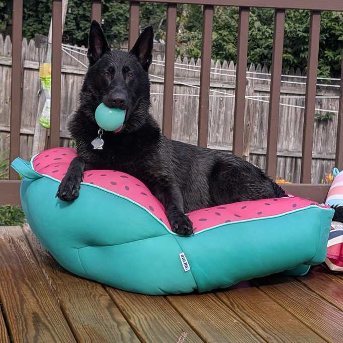 Flotteur de piscine pour chien de 140,7 x 89,9 cm, flotteur de piscine