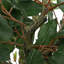 130cm Plant