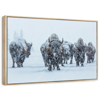 Bisons In Yellowstone National Park