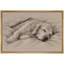 «Sleeping Golden Retriever», impression sur toile encadrée, impression sur toile-131636366-131636367