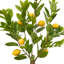 Citronnier toscan 3 'en pot