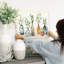 Pots avec verdure