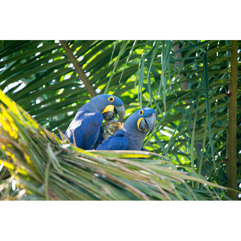 Two Hyacinth Macaws by SeppFriedhuber - No Frame Art Prints on Canvas, 51cm H x 76cm W