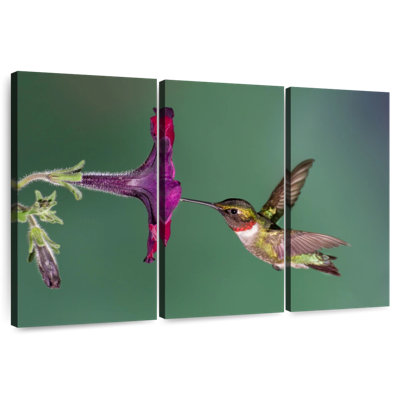 Nectar Brampt suçant un colibri