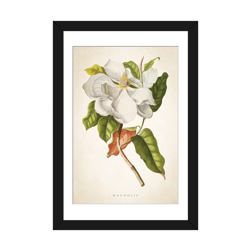 « magnolia botanique print i », impression sur toile, H 24 po x l 16 po x P 1 po, Papier d'art encadré noir, Blanc
