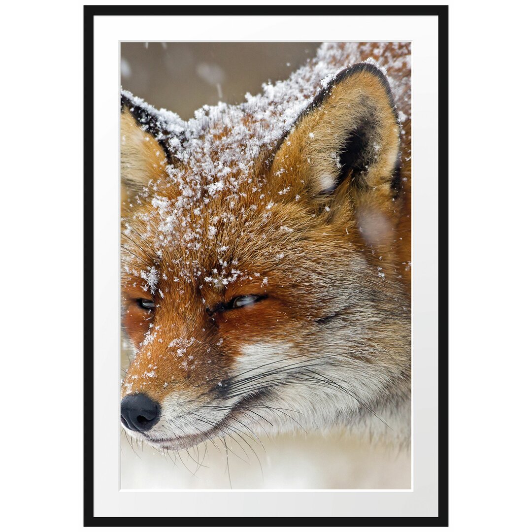 Gerahmtes Poster Fuchs im Schnee