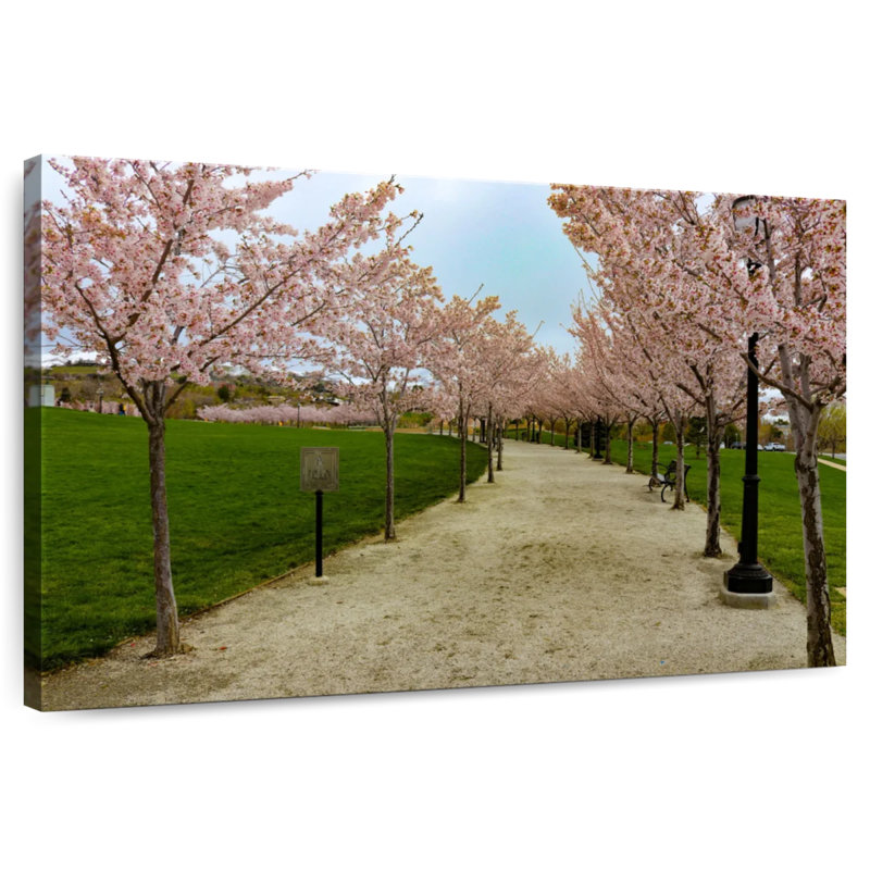 Sentier Harnek Cherry Blossoms
