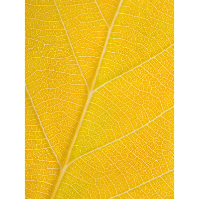 Autumn Leaf Print by Philippe Monthoux