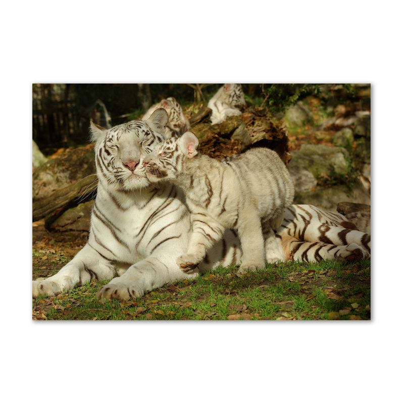 Tigers - Wrapped Canvas Print