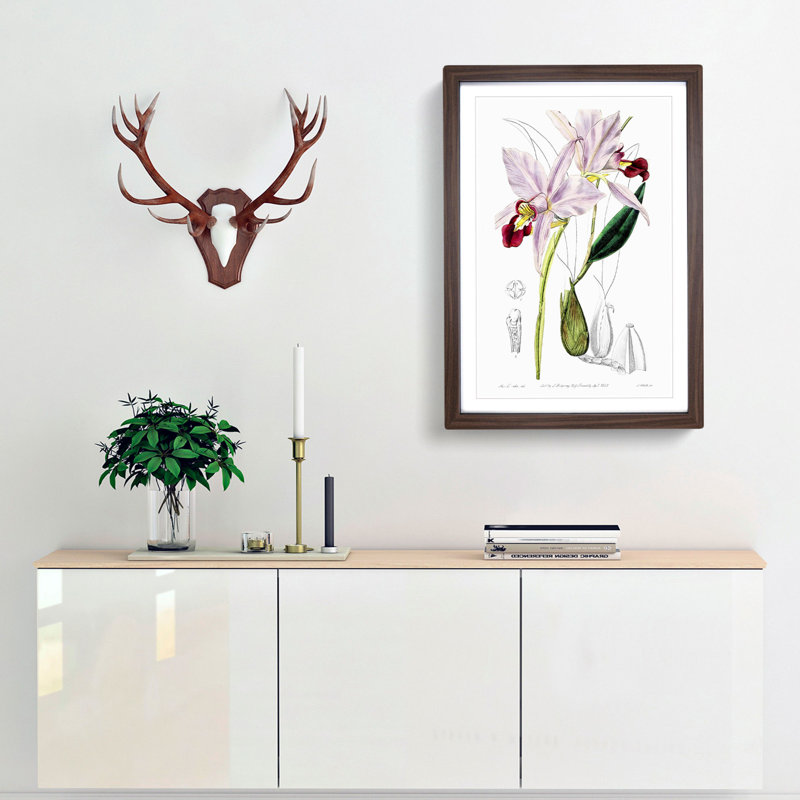 Pale Purple Cattleya Orchids - Framed Print, 36cm H x 27cm W x 2cm D, Walnut Framed