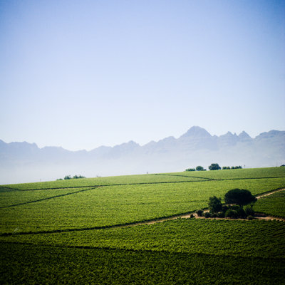 Stellenbosch Winelands by Subman