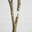 7 pi. Cornouiller artificiel