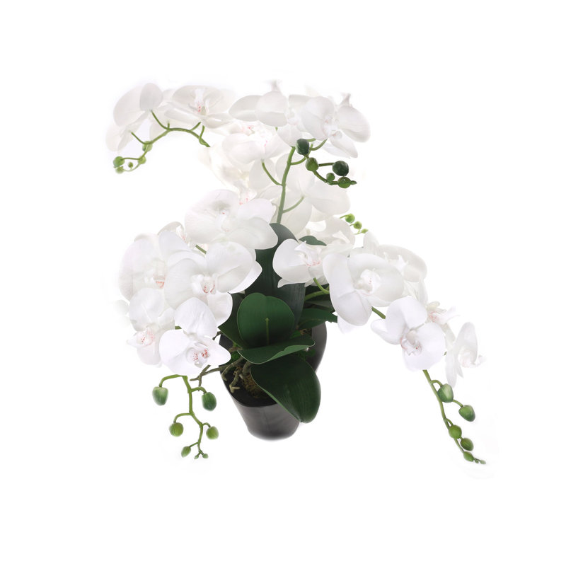 Orchid Arrangement in Pot