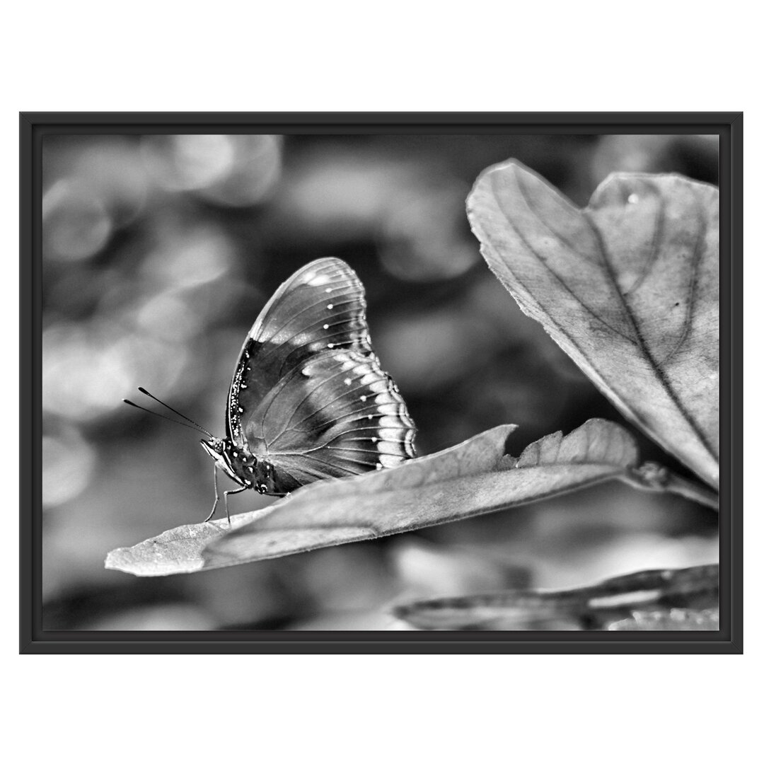 Gerahmtes Wandbild kleine bräunlicher Schmetterling