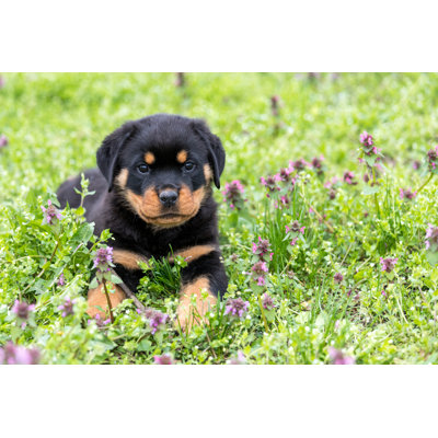 Petit chiot Rottweiler allongé à l'extérieur - Photographie sur toile tendue