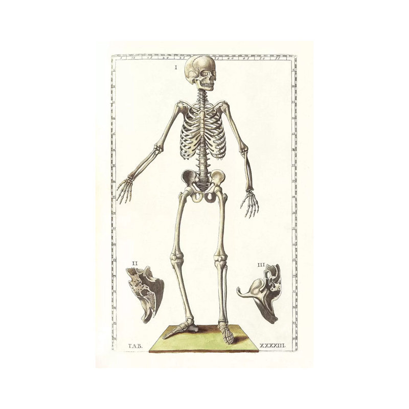 «The Science of Human Anatomy V» par National Library of Medecine, impression sur toile tendue, H 18 po x l 12 po x P 1,5 po