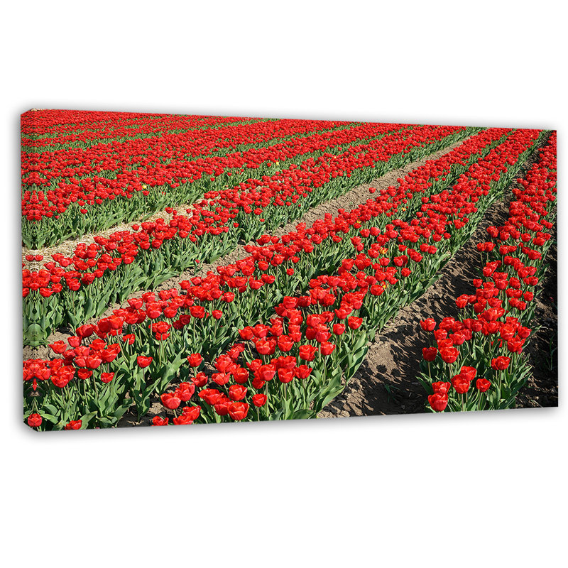 Rows of Red Tulip Flowers - Reproduction de photo sur toile tendue, H 28 po x l 60 po