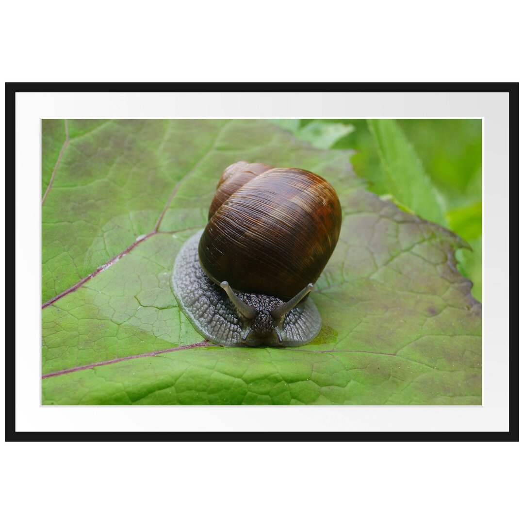 Gerahmtes Poster Kleine Schnecke mit Schneckenhaus