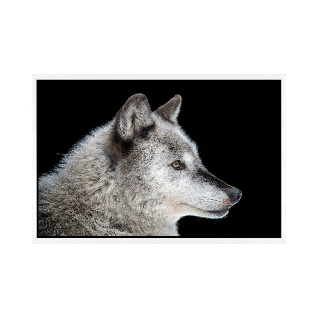 A Federally Endangered Gray Wolf At The Alaska Zoo von Joel Sartore - Galerie-verpackte Leinwand Giclée auf Leinwand