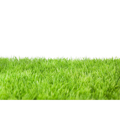 Green Grass by Ollo