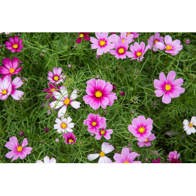Cosmos Bipinnatus by Gdmoonkiller - Wrapped Canvas Print
