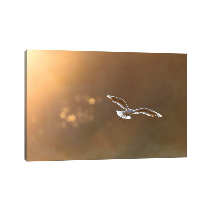 Headed Gull At Sunrise by Mateusz Piesiak - Wrapped Canvas Print, 20.32 cm H x 30.48 cm W