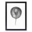 Stingray Illustration - Framed Print-55615821-55615825