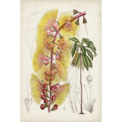 Delicate Tropicals VII by Curtis - Wrapped Canvas Painting
