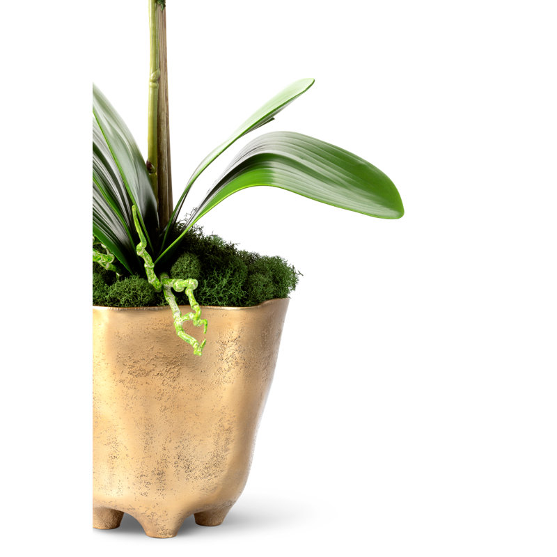 Rowan Orchid Arrangement in Gold Planter, Snow