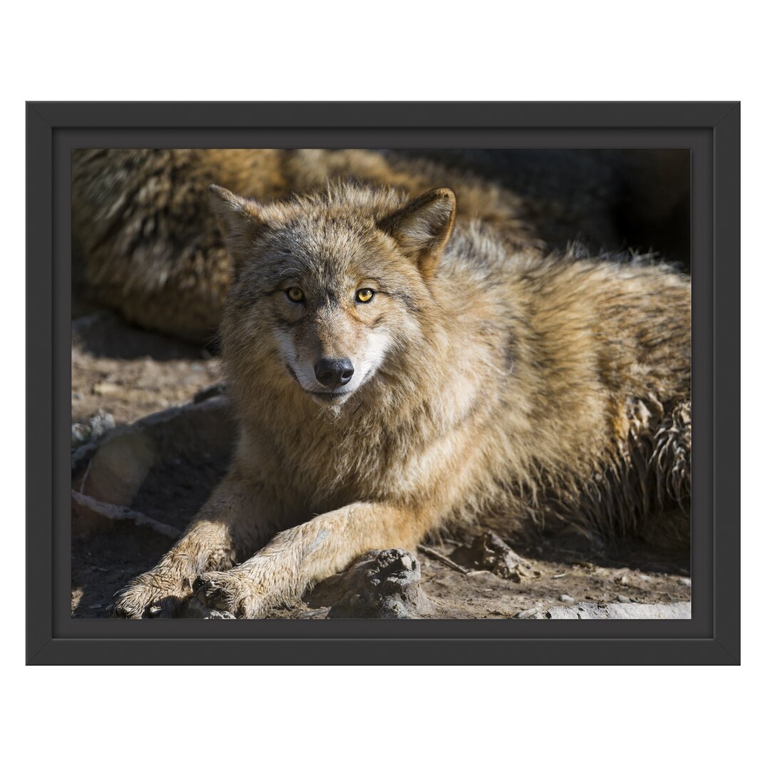 Gerahmtes Wandbild aufschauender Wolf