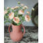 Renoncule d'abricot 22 po Real Touch-762351731