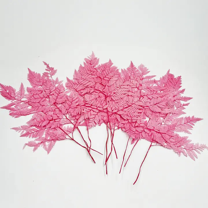 Ensemble de 4 fougères Davallia Mariesii séchées , Rose
