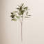 41-Inch Eucalyptus Seed Stem
