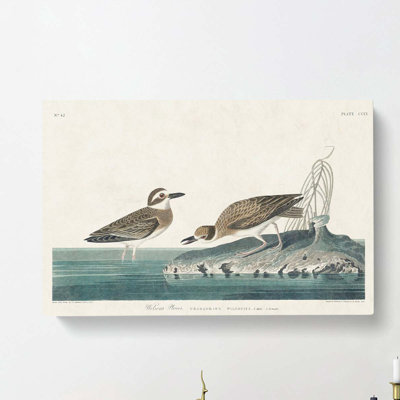 Wilsons Plover Birds by John James Audubon - Wrapped Canvas