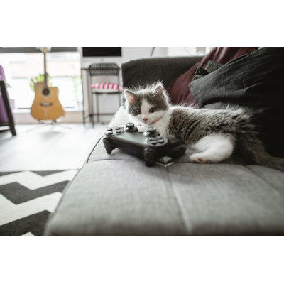 Kitten Relaxing at Home by Solstock