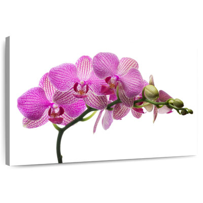 Harnek Fresh Orchid Flowers