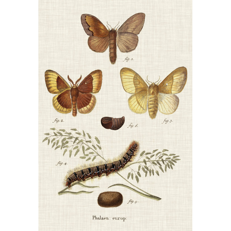 Life Cycle Of A Moth I - Wrapped Canvas Print, 91cm H x 61cm W