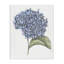 Hydrangea, dessin par Cecilia Battaini-1316721733