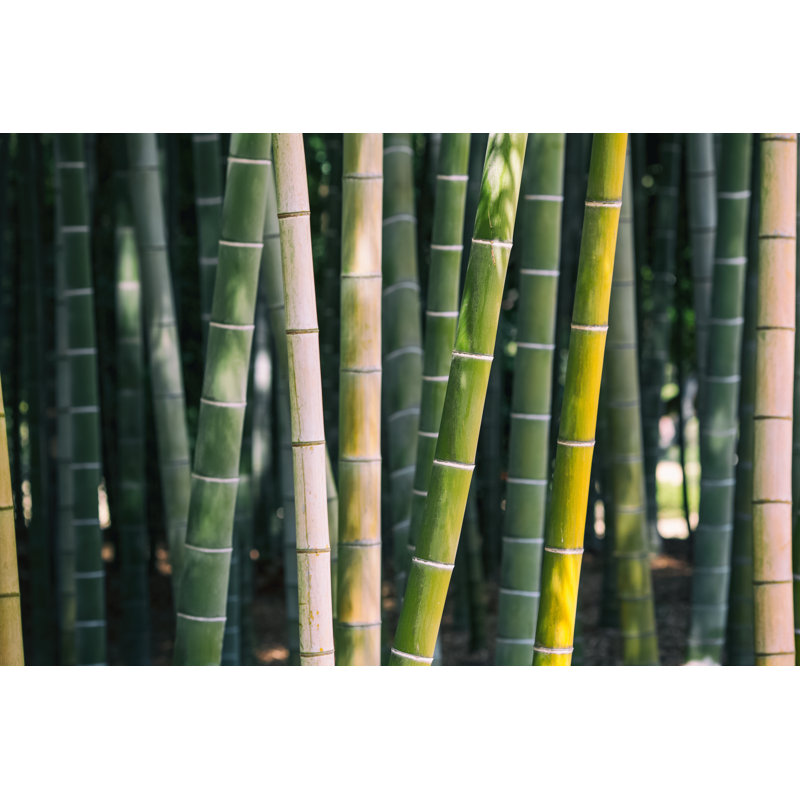 Four Seasons Collage - Photographie sur toile tendue, H 8 po x l 12 po