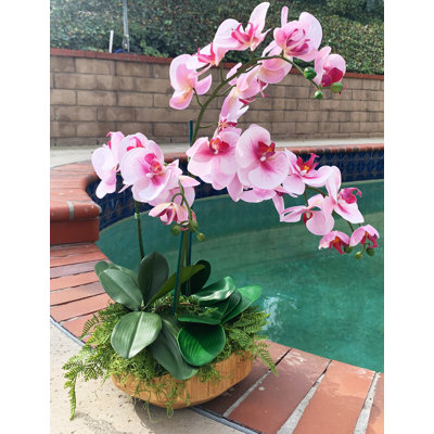 Orchidées florales