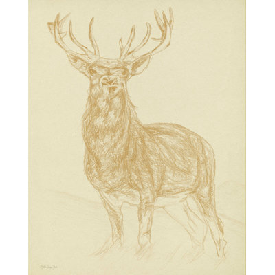 " Buck Sketch "