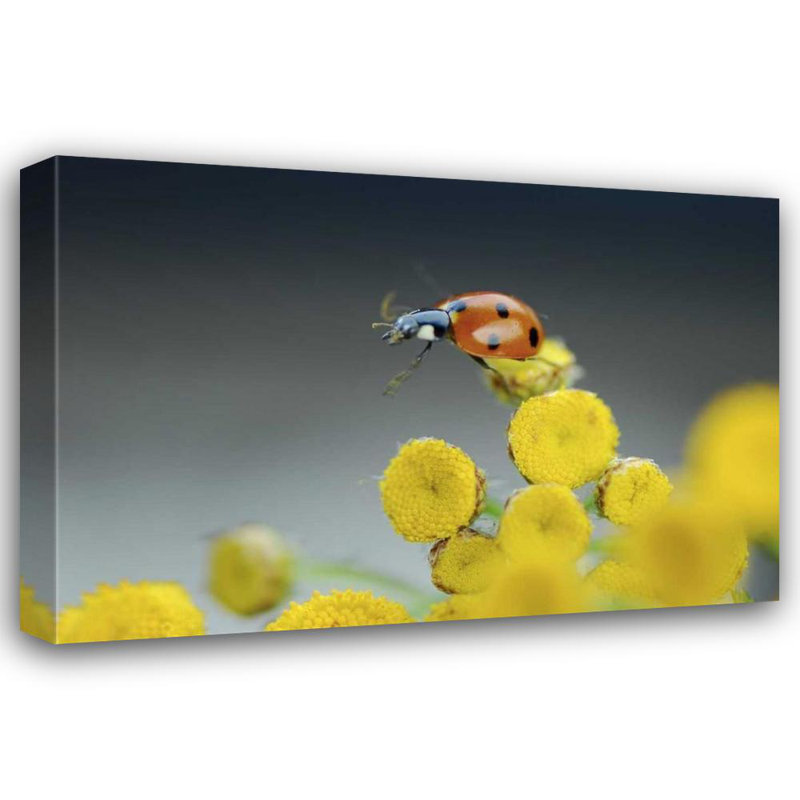 «Latitude Run® Terrill», reproduction d'art sur toile tendue par Steve Gallery: OR, coccinelle Multnomah Co sur une fleur jaune